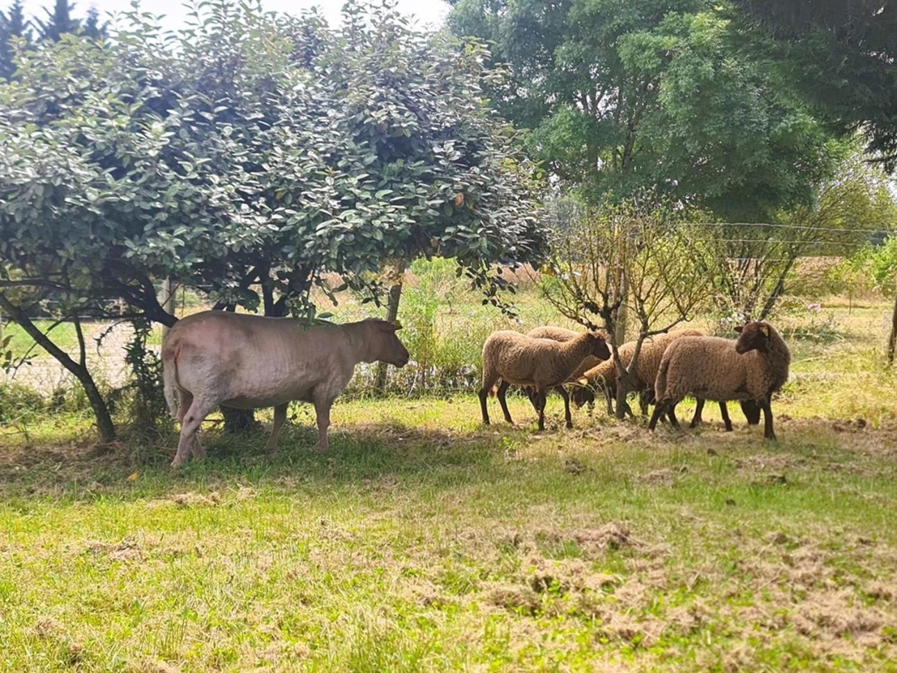 Le Gite Nature Bien-Etre Piscine Chauffee Privee Du Tarn Entre Toulouse Et Albi & Les Cottages Du Tarn Peyrole Zewnętrze zdjęcie