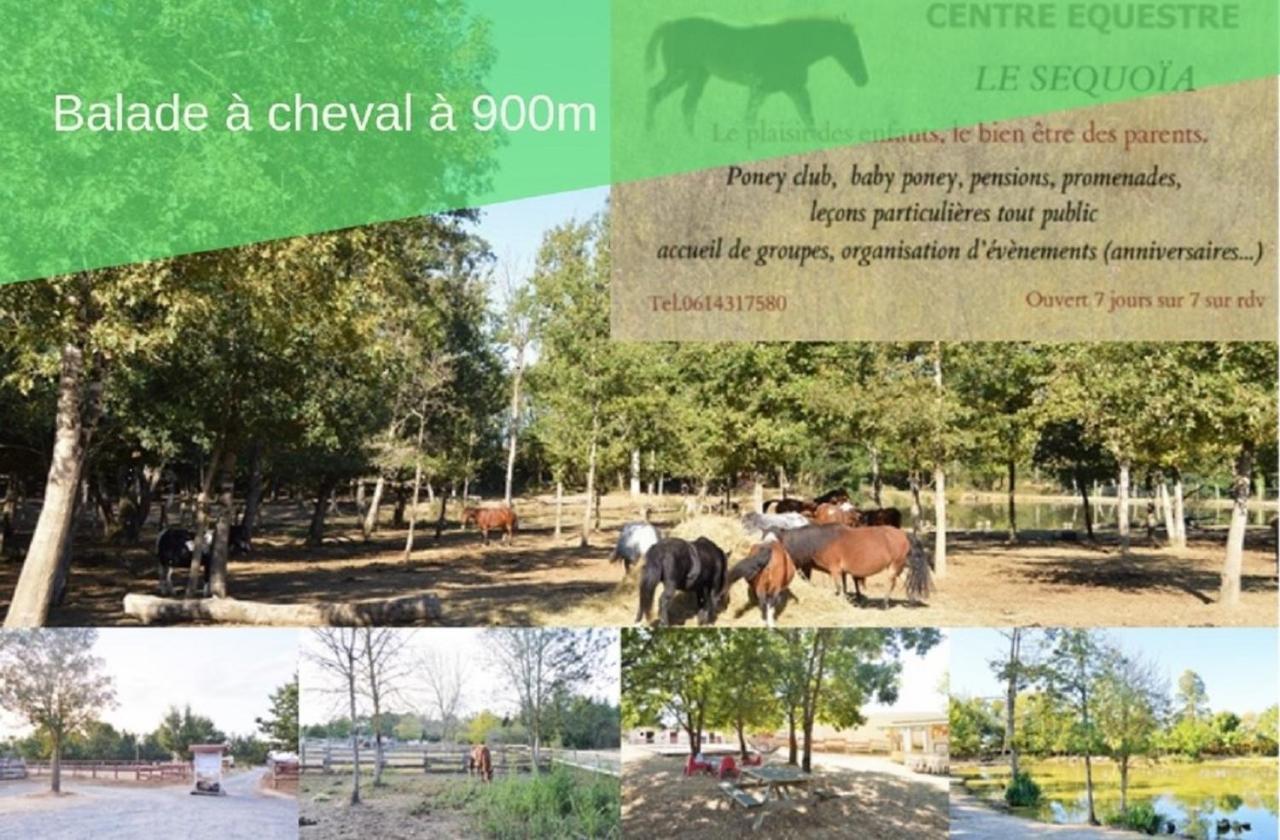 Le Gite Nature Bien-Etre Piscine Chauffee Privee Du Tarn Entre Toulouse Et Albi & Les Cottages Du Tarn Peyrole Zewnętrze zdjęcie